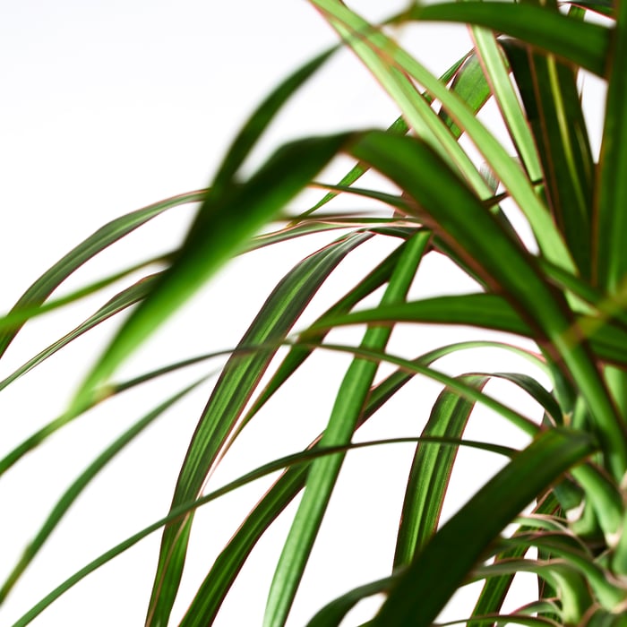 DRACAENA MARGINATA Кімнатна рослина, Драконове дерево/2-стовбуровий 19 см, фото 4