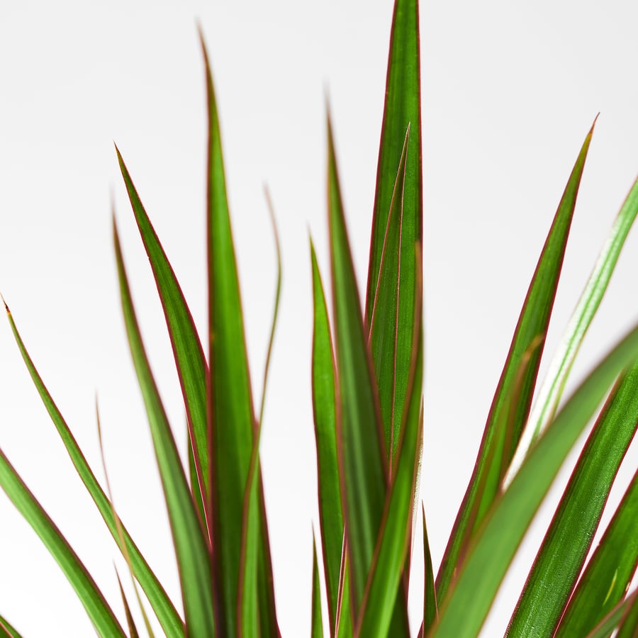 DRACAENA MARGINATA pott, draakonipuu, 9 cm