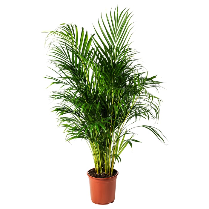 DYPSIS LUTESCENS Кімнатна рослина, Пальма Арека 24 см