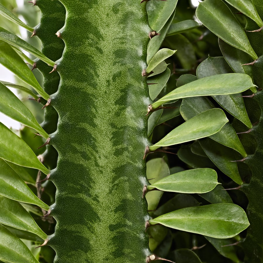 EUPHORBIA ACRURENSIS pott, kõrbeküünal, 17 cm