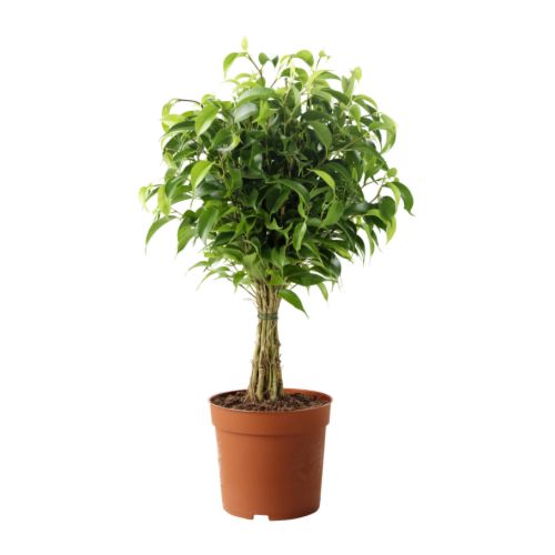 https://www.ikea.com/pl/pl/images/products/ficus-benjamina-natasja-roslina-doniczkowa__67443_PE181284_S4.jpg