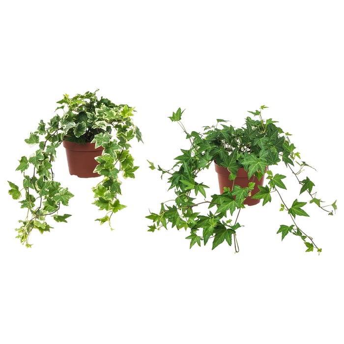 HEDERA HELIX Рослина в горщику, Плющ 13 см