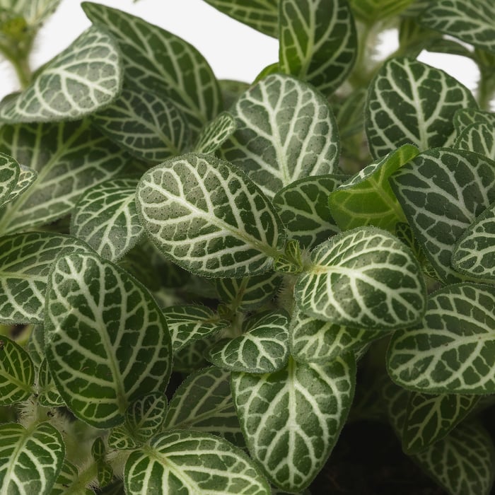 HYPOESTES Кімнатна рослина, Гіпоестес/різні 12 см, фото 3