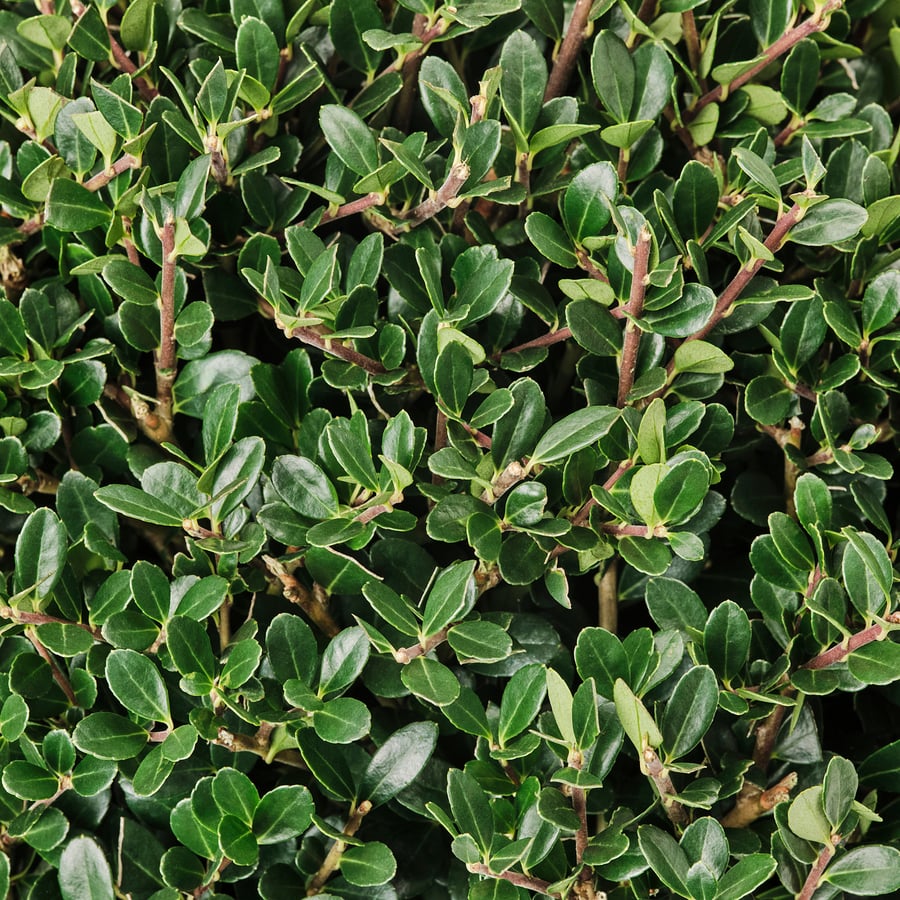 ILEX taim lillepotis, Robot ilex, 21 cm ILEX taim lillepotis, Robot ilex, 21 cm
