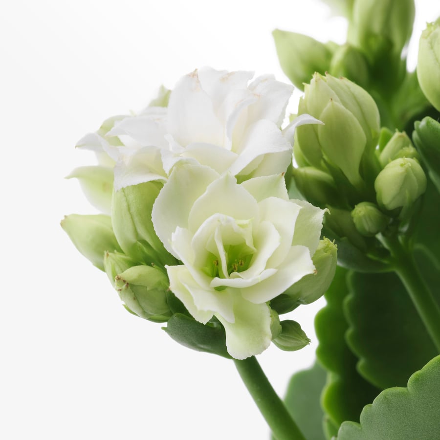 KALANCHOE potitaim, KALANCHOË BLOSSFELDIANA eri värvid, 10.5 cm