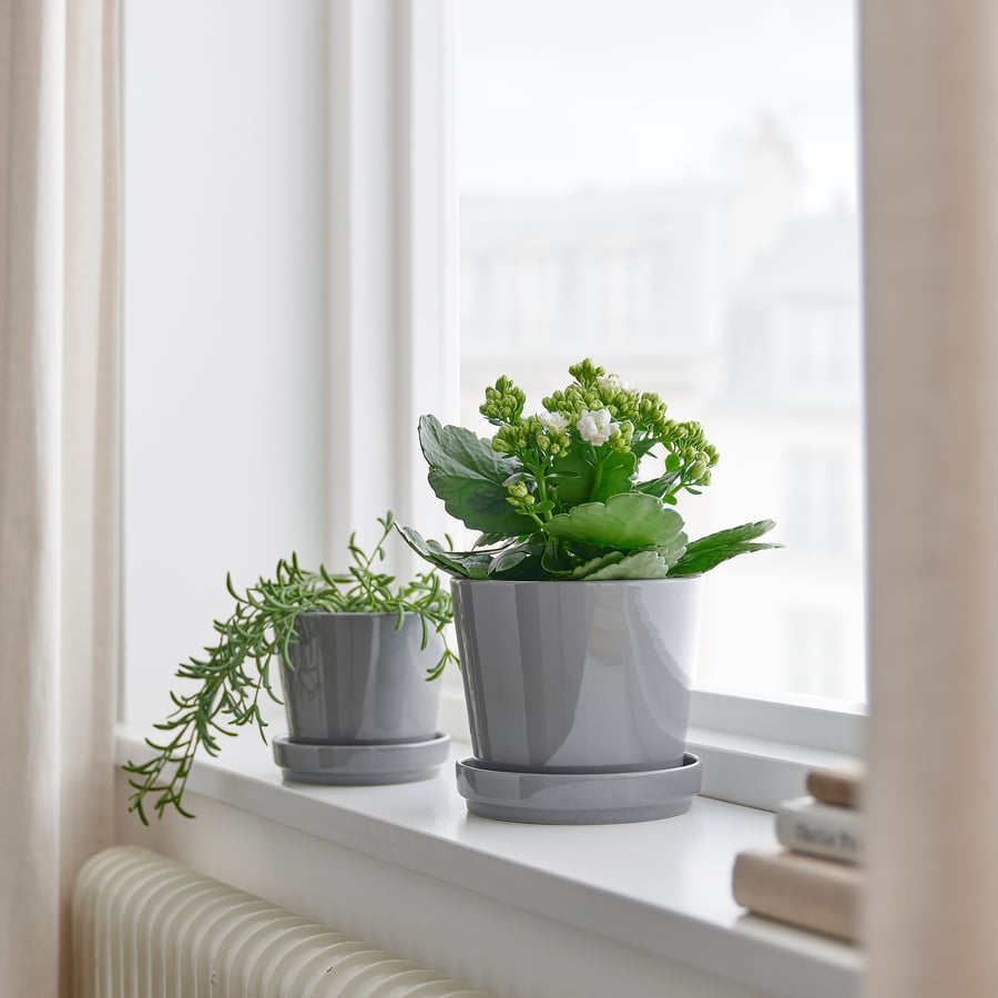 KALANCHOE potitaim, KALANCHOË BLOSSFELDIANA eri värvid, 10.5 cm