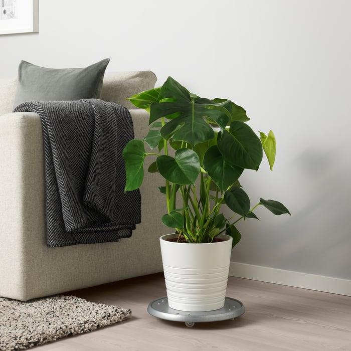 MONSTERA Кімнатна рослина, монстера делікатесна 21 см, фото 3