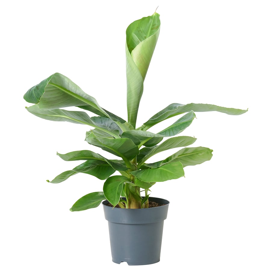 musa-oriental-ro-lina-doniczkowa-bananowiec-17-cm-ikea