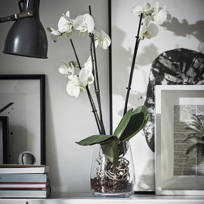 PHALAENOPSIS Кімнатна рослина, Орхідея/2 стебла 12 см, фото 3