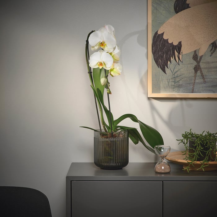 PHALAENOPSIS Кімнатна рослина, Орхідея/каскад 1 стебло 12 см, фото 3
