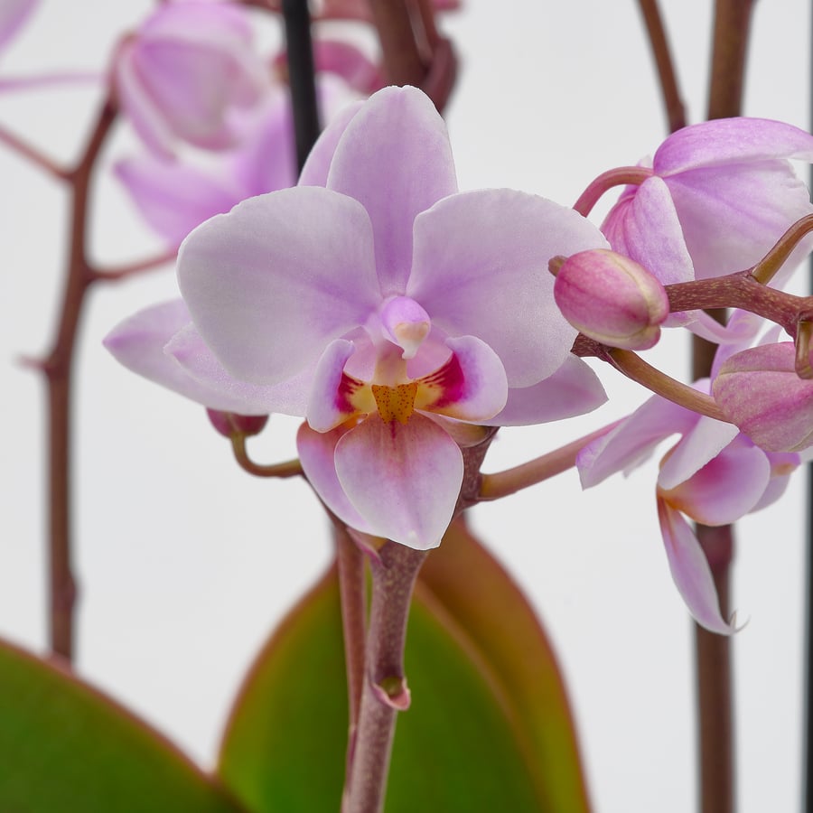 PHALAENOPSIS pott, mitmeõieline, 12 cm