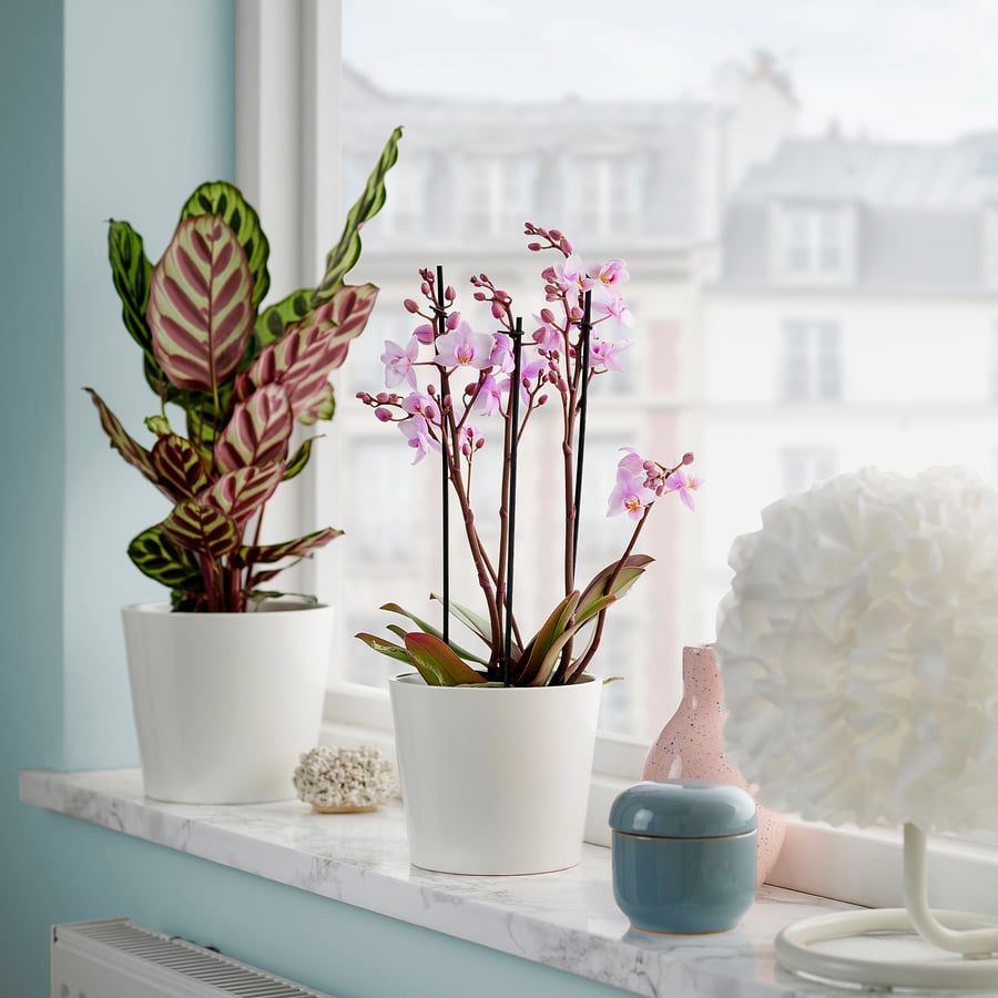 PHALAENOPSIS pott, mitmeõieline, 12 cm