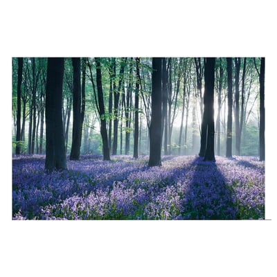 PJÄTTERYD: nadruk lasu bluebell na płótnie, obraz w głębokiej ramie.