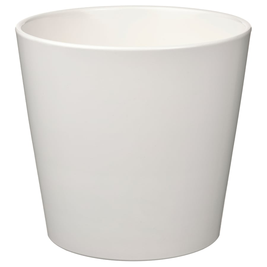 SOJABÖNA, puķupods 19 cm