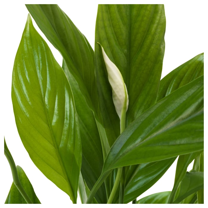 SPATHIPHYLLUM Кімнатна рослина, Лілія миру 17 см, фото 5