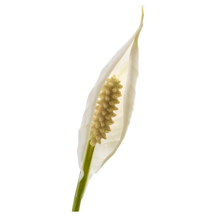 SPATHIPHYLLUM Кімнатна рослина, Лілія миру 17 см, фото 6
