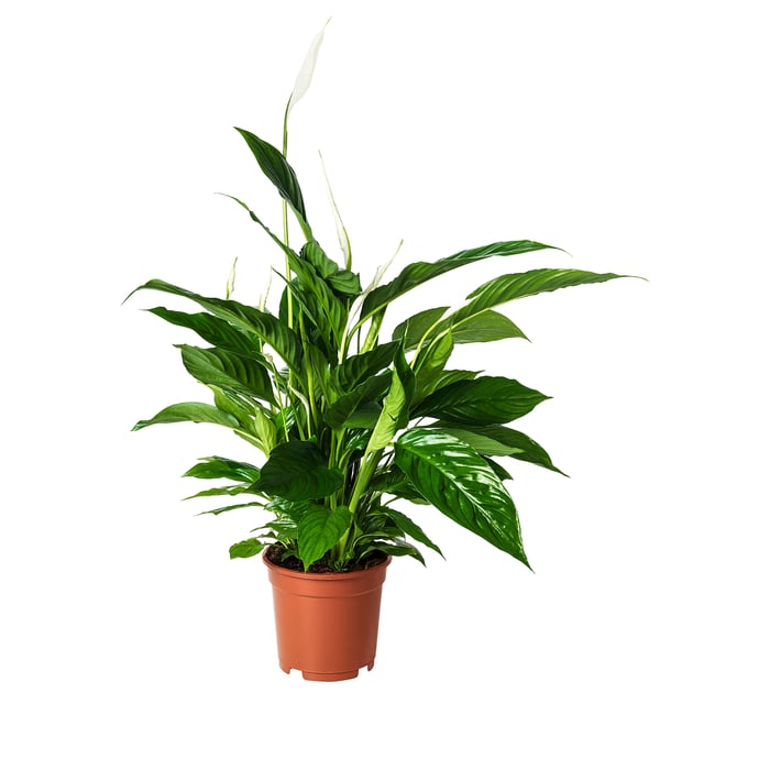 SPATHIPHYLLUM Кімнатна рослина, Лілія миру 17 см