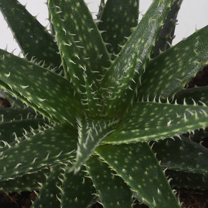 SUCCULENT Кімнатна рослина, різне/Сукулент 9 см, фото 7