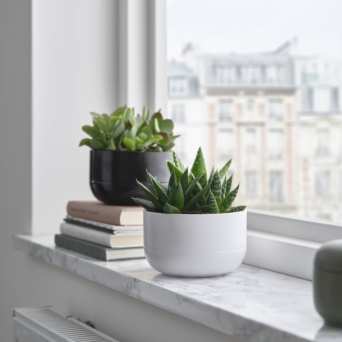 SUCCULENT Кімнатна рослина, Сукулент різні кольори 14 см, фото 2