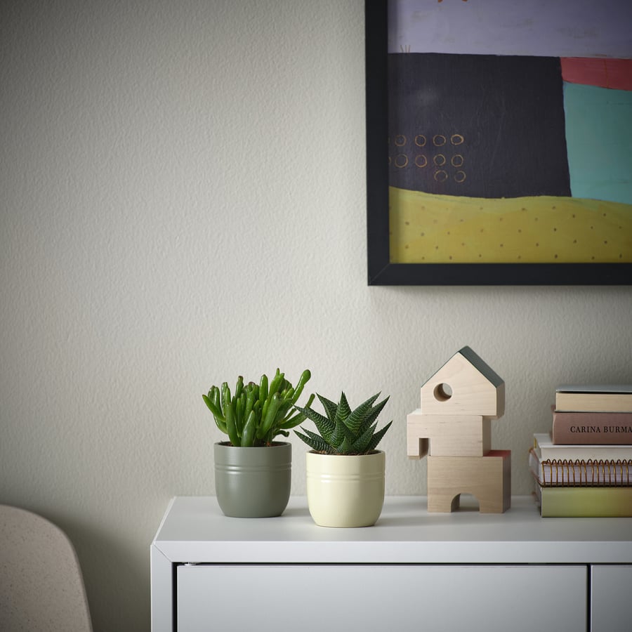 SUCCULENT potitaim potiga, sukulent erinevad värvid, 6 cm