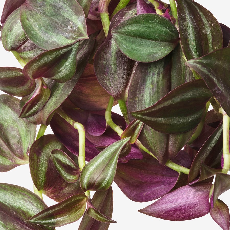 TRADESCANTIA ripptaim, Tradeskantsia segavalik, 17 cm