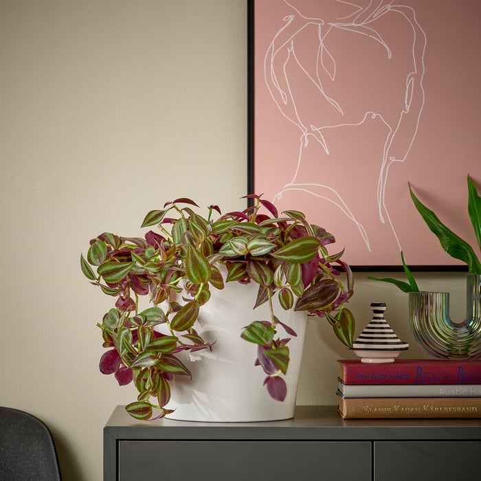 TRADESCANTIA Підвісна рослина, Традесканція різні 17 см, фото 4