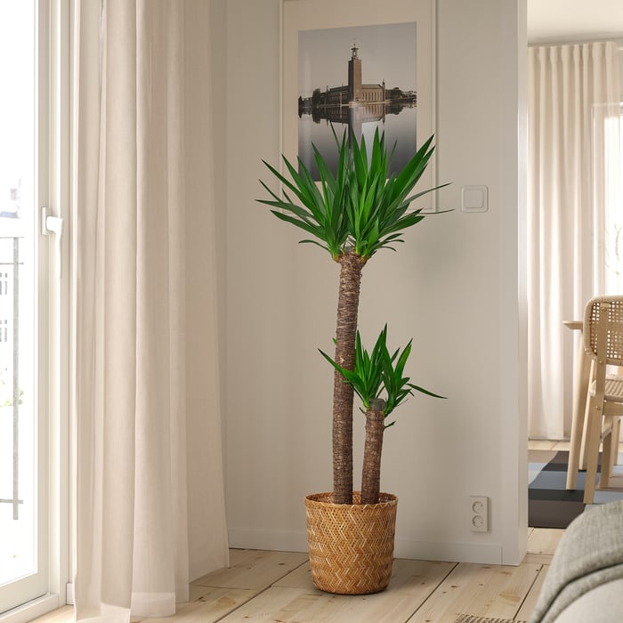 YUCCA ELEPHANTIPES Кімнатна рослина, Юка без колючок/2-стовбуровий 24 см, фото 2
