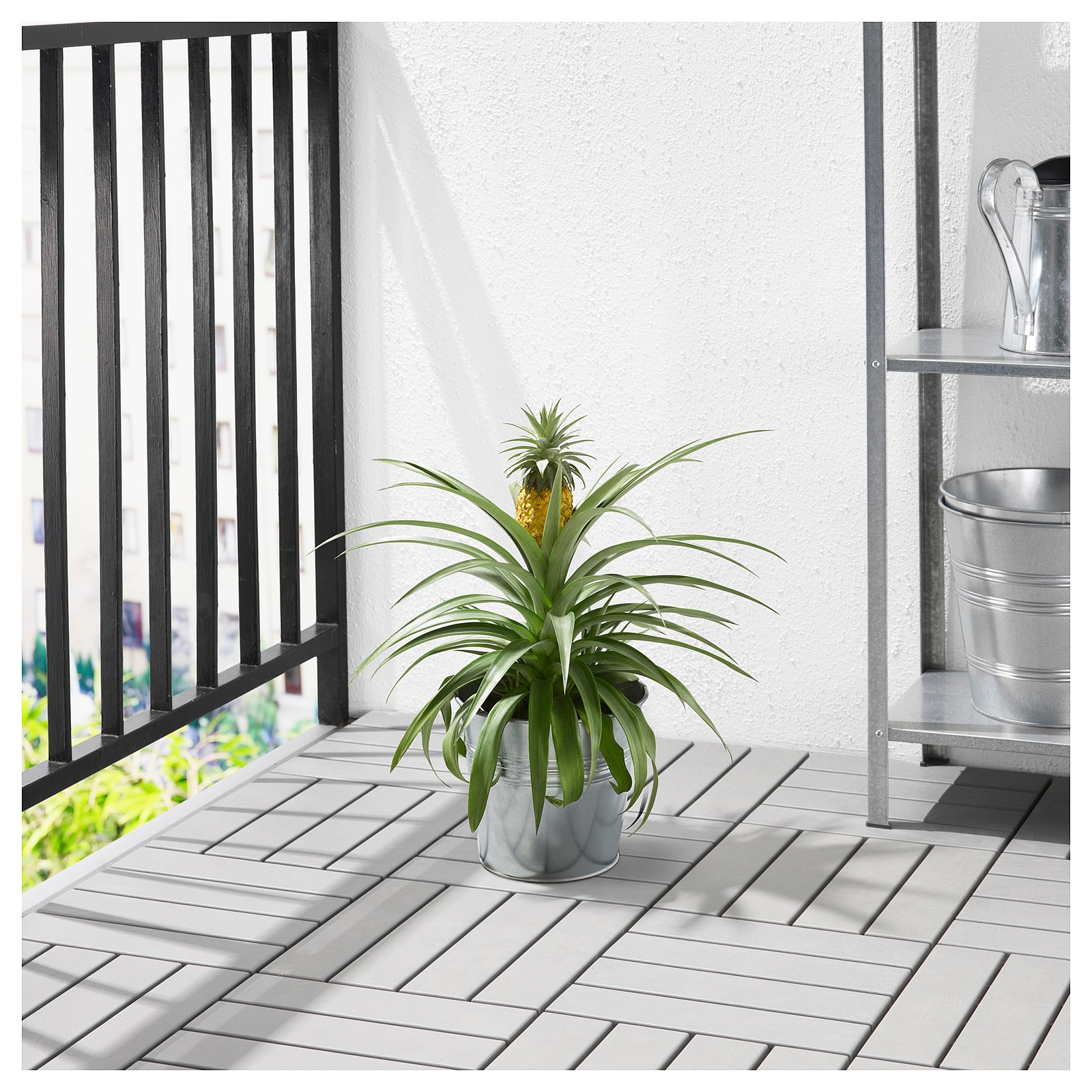 ANANAS Potted plant, Pineapple, 15 cm IKEA