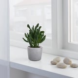 Succulent on window sill with stones.