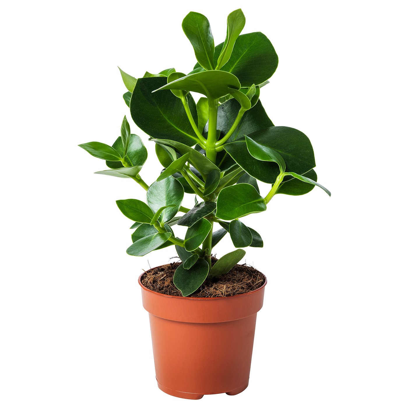 Potted CLUSIA plant with large green leaves in brown plastic container.