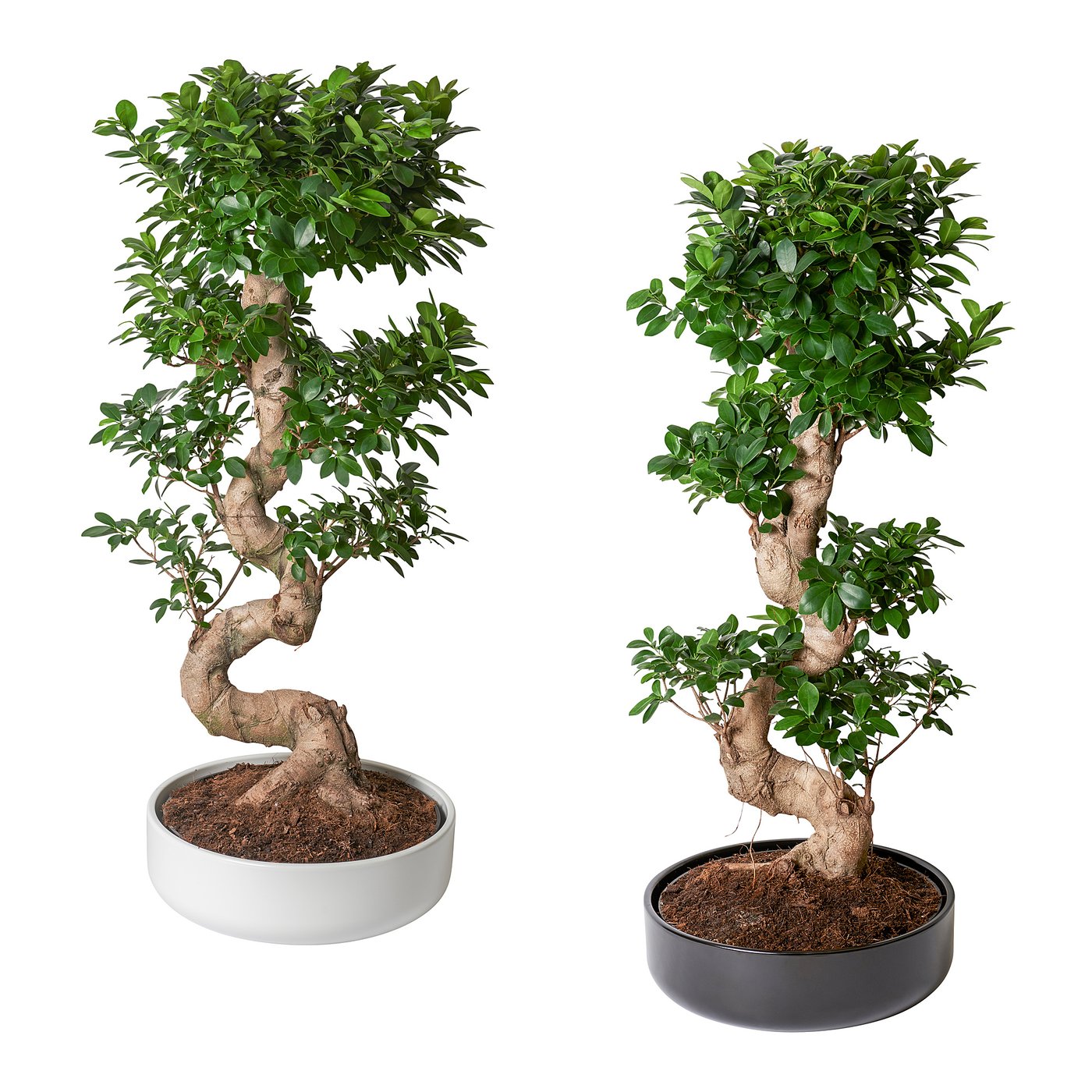 Ficus Microcarpa Ginseng Potted Plant With Pot Bonsai Assorted