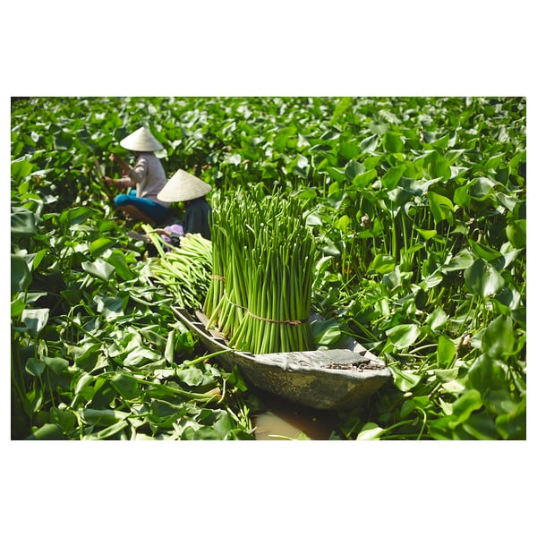 Image description: vibrant green plants in a round, woven basket, with a person wearing a conical hat in a lush field.