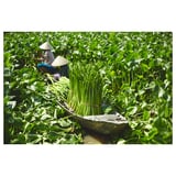 Image description: vibrant green plants in a round, woven basket, with a person wearing a conical hat in a lush field.
