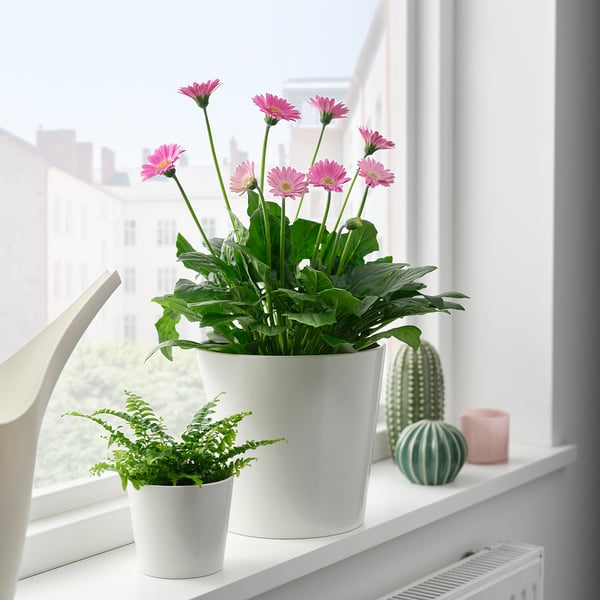 GERBERA Potted plant, Gerbera assorted colours, 19 cm