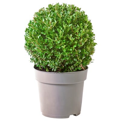 Green potted plant, healthy.