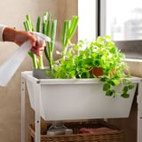 Person waters indoor plants in white JOSTEIN storage container near window.