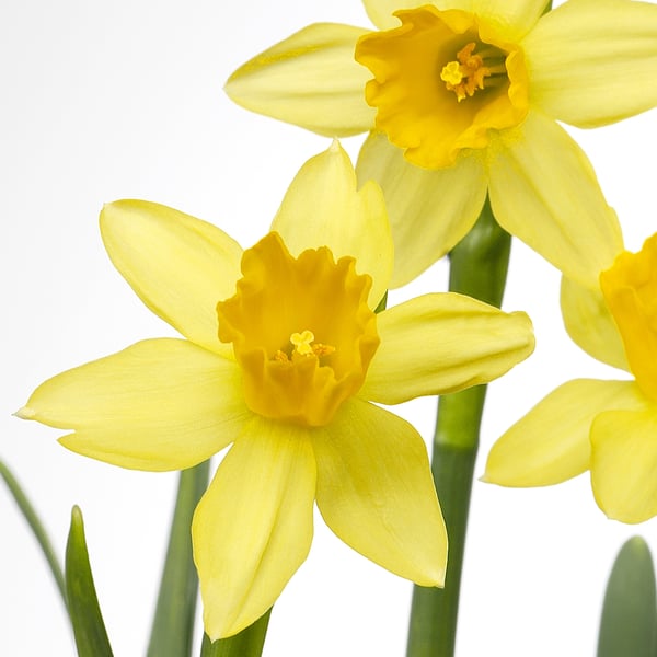 Bright yellow daffodils close-up; vivid, fresh, and healthy.