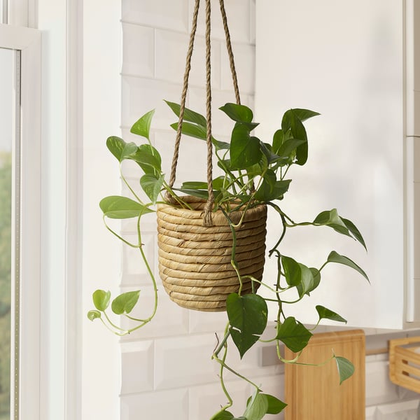 SANDÖDLA hanging plant basket, natural, with green leaves, by window, fits small plants.