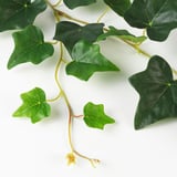 Artificial green ivy leaves on stems, lifelike & vivid, ideal for indoor/outdoor decor.
