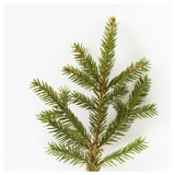 Branch of pine needles, green, natural, background white.