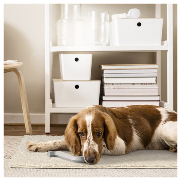 Um cão castanho e branco está deitado num tapete macio, bege e desgrenhado, em frente a uma estante branca com caixas brancas de armazenamento e livros empilhados.