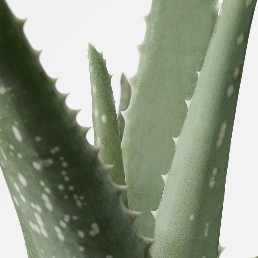 ALOE VERA Planta, Aloé, 15 cm IKEA