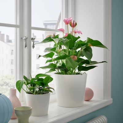 Peitoril da janela com dois vasos de plantas: um grande antúrio branco com flores rosa e uma planta de folhas verdes menor em vasos brancos.