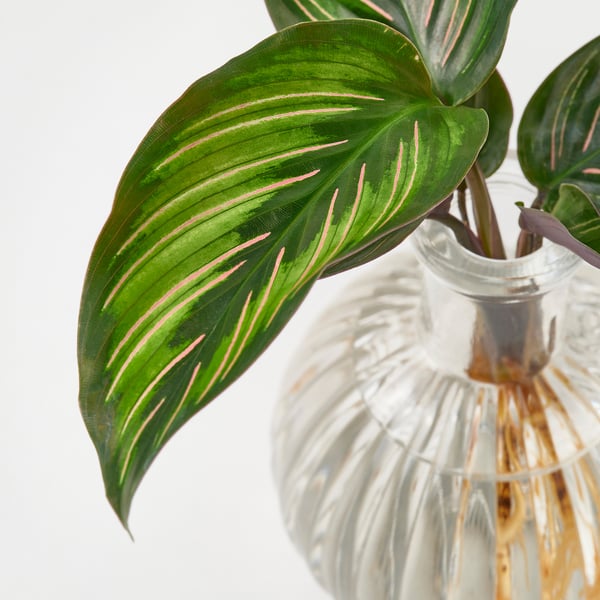 BLADVERK Planta em vaso, Hidropónico, 10 cm