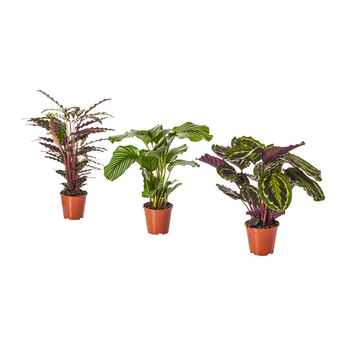 Resultado de imagem para CALATHEA