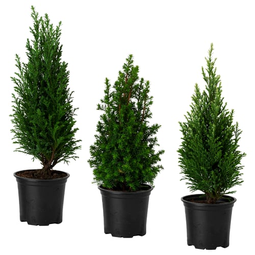 IKEA CHAMAECYPARIS Planta