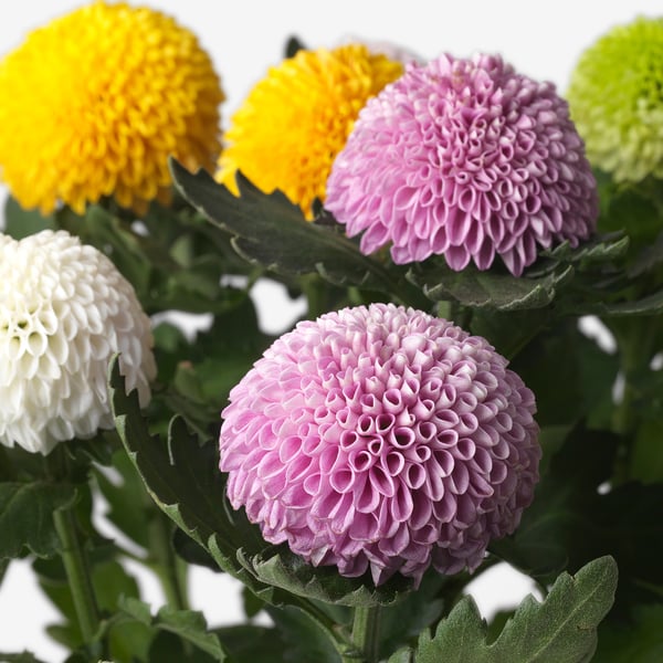 CRISÂNTEMOSvibrantes em amarelo, rosa e branco florescem vividamente, exibindo folhas verdes luxuriantes e pétalas ricas.