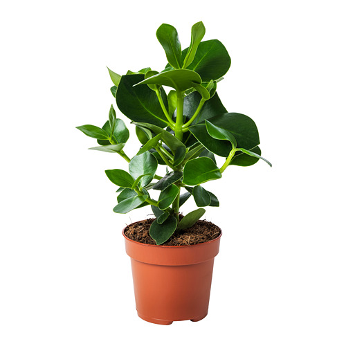 Ikea Plantas Pt