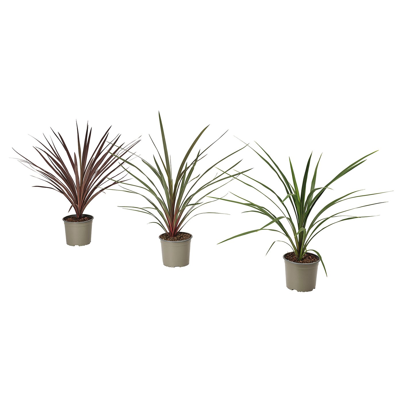 Três vasos de plantas cordyline, cada uma com folhas longas, finas e verdes em vasos simples e bege.