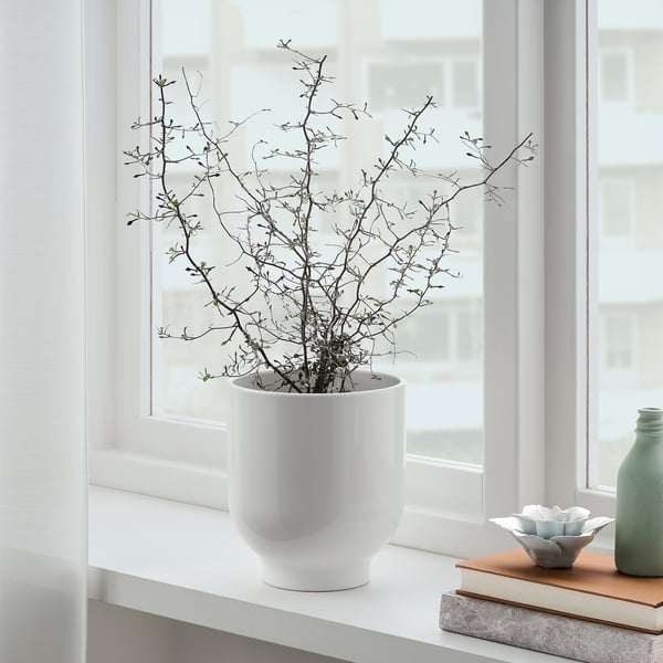 Exibição do peitoril da janela: vaso branco contém galhos, ao lado de um pequeno vaso verde e tigela decorativa em livros.